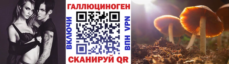 купить   Мышкин  Псилоцибиновые грибы прущие грибы 